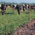 Cerca de campo de ganado electro galvanizado alambre de alambre